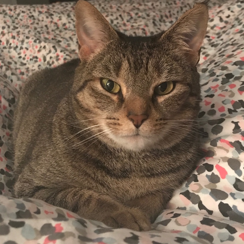 Back at it-buying more stuff I don’t need